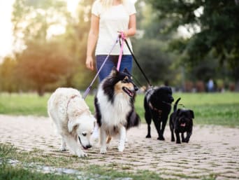 Tiersitter – Professionelle Tiersitterin geht mit Hunden spazieren.