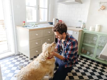 Chov psů v pronajatém bytě: pes a majitel v kuchyni. 