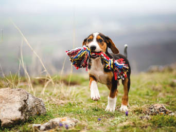 Adaptación de un cachorro a su nuevo hogar: un perro joven corre con una cuerda de juguete en la boca.