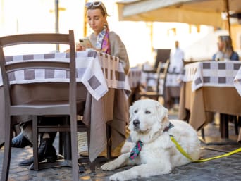 Het dagelijkse leven met een hond: wachtende hond in het café. 