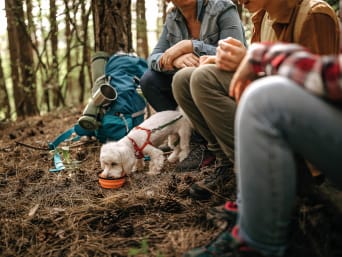 Hacer ejercicio con tu perro: una familia y su perro descansan durante una excursión por el bosque.