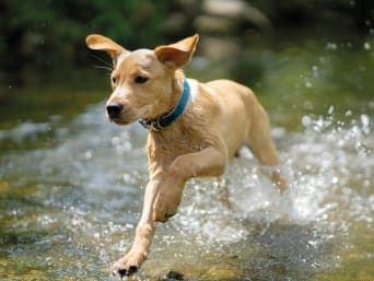 Hond in de zomer: jonge hond koelt af in het water.