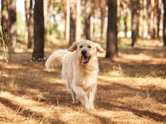 Jak wybrać psa: Golden Retriever biega swobodnie po lesie.