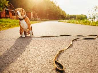 Hund entlaufen: Angeleinter Hund sitzt allein auf der Straße.