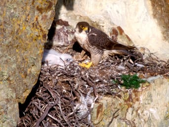 Un uccello nidifica su una parete rocciosa