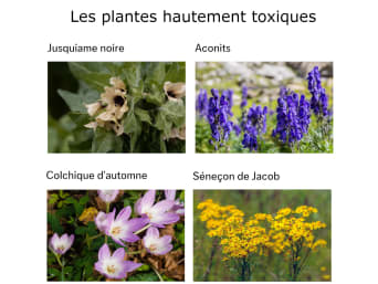 Les plantes toxiques