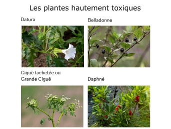 Les plantes toxiques