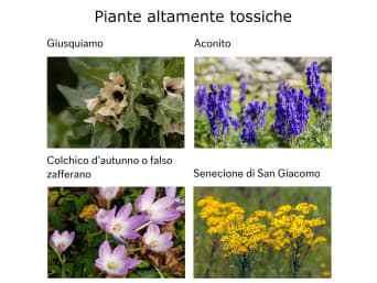 Piante altamente tossiche