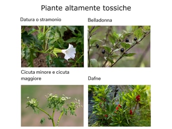 Piante altamente tossiche