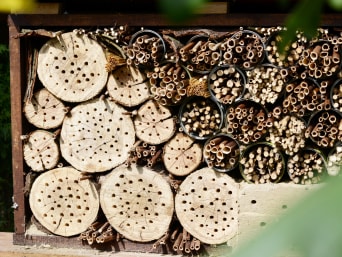 Bijenhotel - gaten geboord in hardhout bieden onderdak aan wilde bijen.