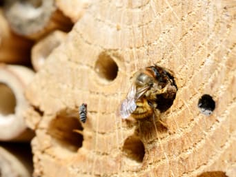 Insektenhotel – Wildbiene baut ein Nest im Insektenhotel.