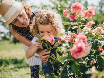 Kleines Mädchen riecht an einem Rosenbusch im Garten.