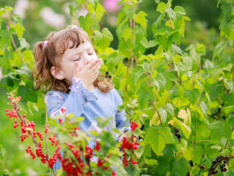 Klein meisje proeft rode besjes uit de tuin.