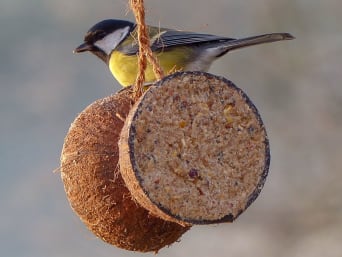 Mangiatoia per uccelli DIY – Mezzo guscio di noce di cocco riempito con cibo per uccelli.