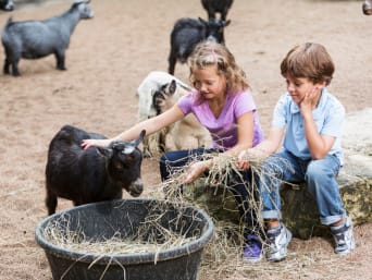Streichelzoo – Kinder im Streichelzoo-Gehege mit Ziegen.