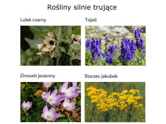 Rośliny silnie trujące Rośliny silnie trujące