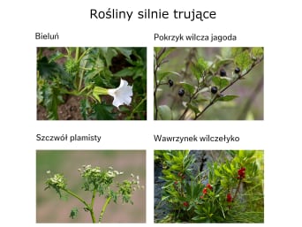 Rośliny silnie trujące Rośliny silnie trujące