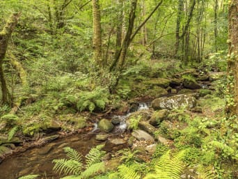 Excursiones en Galicia: el senderismo por las Fragas do Eume permite descubrir bosques de gran belleza.