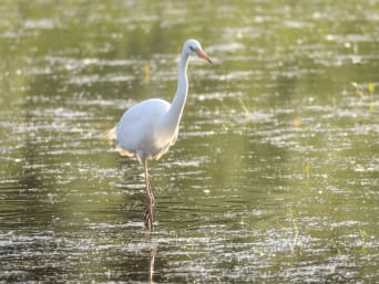 Een zilverreiger bij de Oostvaardersplassen. Een zilverreiger bij de Oostvaardersplassen.