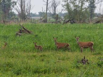 Edelherten in de oostvaardersplassen. Edelherten in de oostvaardersplassen.