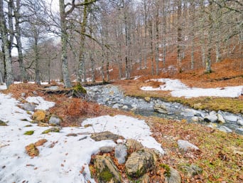 Senderismo por el Pirineo Aragonés: el bosque de Gamueta en invierno cubierto parcialmente de nieve.