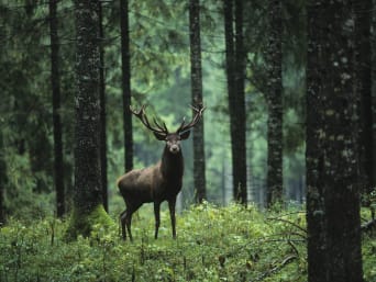 Zasady zachowania się w lesie – jeleń pośród drzew.
