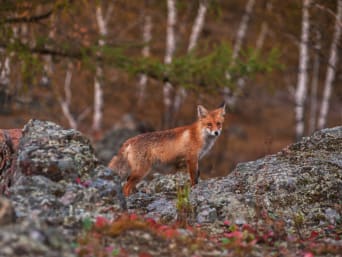 Najpopularniejsze dzikie zwierzęta: lis na skalnym wzniesieniu.