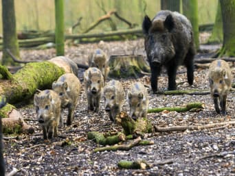 Sind Wildschweine gefährlich? – Bache mit ihren Frischlingen im Wald.