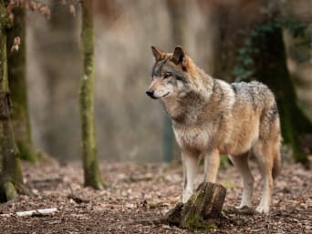 Gedrag bij ontmoeting met wolf: een wolf in een bosgebied.