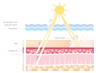 Consecuencias de la radiación UV: gráfico que muestra la profundidad a la que penetra la radiación solar en la piel.