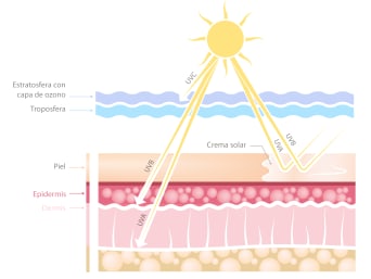 Consecuencias de la radiación UV: gráfico que muestra la profundidad a la que penetra la radiación solar en la piel. Consecuencias de la radiación UV: gráfico que muestra la profundidad a la que penetra la radiación solar en la piel.