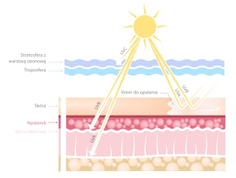 Promieniowanie słoneczne – grafika demonstrująca jak promienie UV wnikają w warstwy skóry.