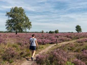 Het Pieterpad: een wandelaar loopt langs heidevelden van de Sallandse Heuvelrug.