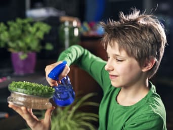 Ekologiczna uprawa roślin w domu – chłopiec spryskuje wodą rzeżuchę.
