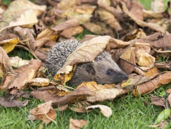 Animali in giardino - Un riccio in giardino si nasconde sotto alle foglie.