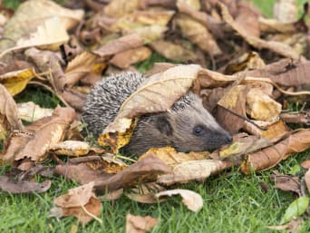 Erizos en el jardín: un erizo se esconde bajo unas hojas.