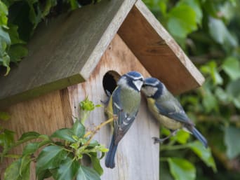 Ptaki w ogrodzie – modraszki zwyczajne siedzące przy wejściu do budki lęgowej.