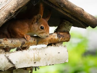 Eekhoorntje in de tuin: eekhoorn kijkt vanuit een vogelhuisje naar een tuin.