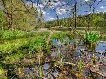 Ciekawe miejsca na Warmii – szuwary przy brzegu jeziora Pluszne to ostoja dzikiej przyrody.