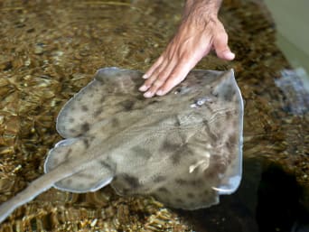 Dove andare vacanza con bambini Sardegna: vasca tattile dell’Acquario di Cala Gonone.