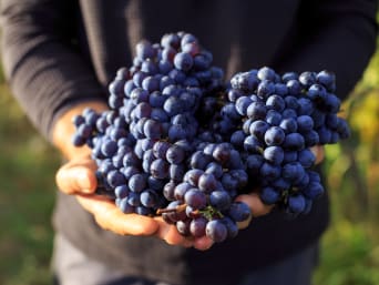 Aargauer Wein: Lila Weintrauben in Detailaufnahme.