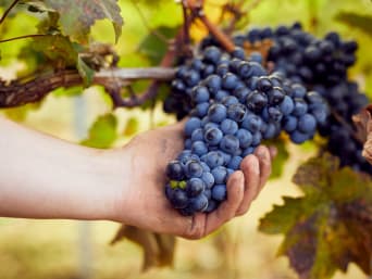 Vin de Bordeaux : de nombreux cépages constituent les millésimes de Bordeaux. Vin de Bordeaux : de nombreux cépages constituent les millésimes de Bordeaux.