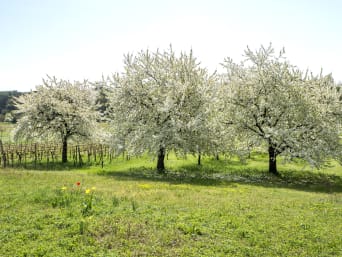 Spezialitäten aus dem Burgenland: Blühende Kirschbäume auf einer Wiese zwischen Weinreben.