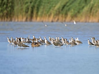 Aktivitäten Burgenland: Vögel auf dem Neusiedler See.