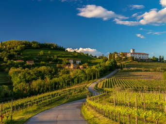 Vini friulani: vigneti nei pressi di Rosazzo.