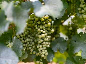 Vitigni friulani: grappoli di Ribolla gialla in fase di maturazione.