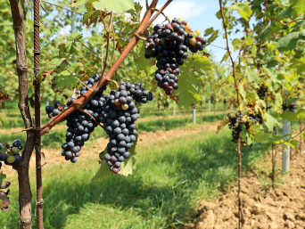 Vitigni friulani: grappoli maturi di Refosco Dal Peduncolo Rosso.