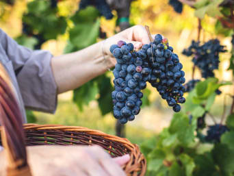 Weinanbaugebiet Pfalz: Landwirt erntet rote Trauben im Weinberg.