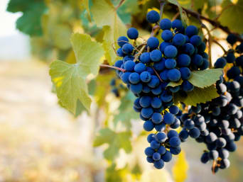 Uve piemontesi: primo piano di un grappolo di un vitigno del Piemonte.