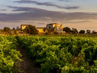 Vitigni siciliani: un vigneto siciliano al tramonto nelle zone di Marsala. Vitigni siciliani: un vigneto siciliano al tramonto nelle zone di Marsala.